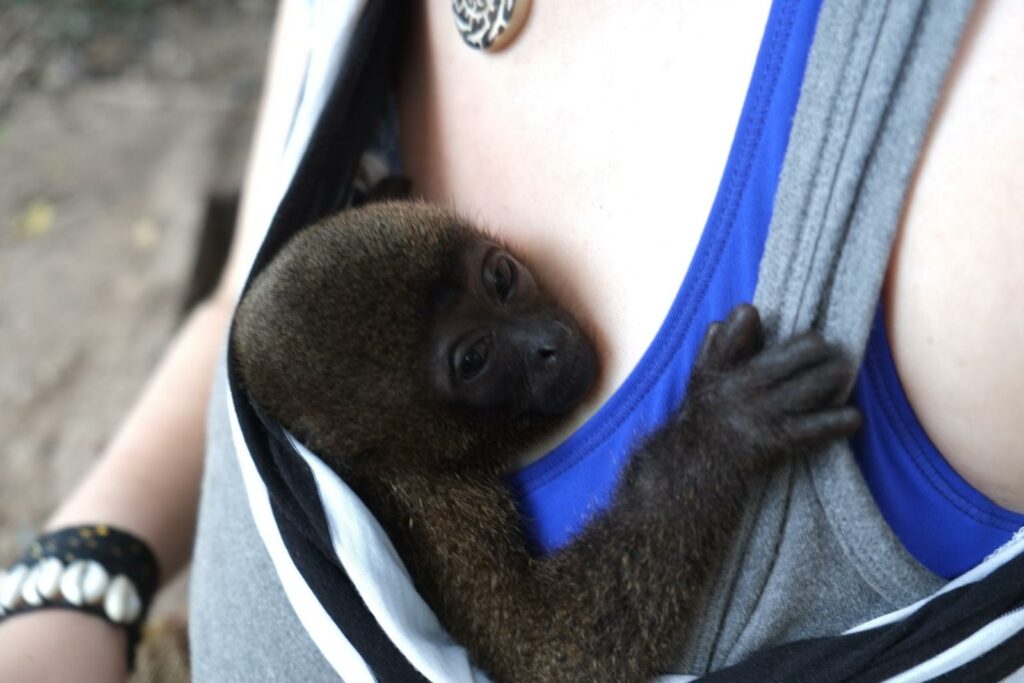 Ramona, the baby woolly monkey