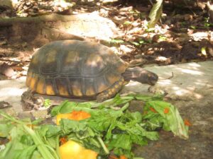 Pothos, tortoise with one missing eye, enjoying oatball