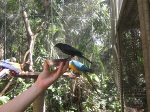 Supay in the aviary