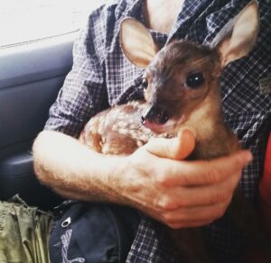 Baby deer on his way to Esperanza Verde