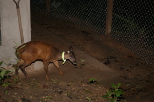 Rabito (deer) just let out of the clinic cage