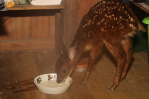 baby deer drinking milk