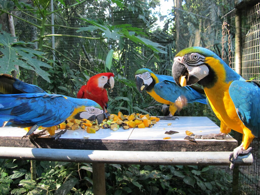 Macaw feeding time
