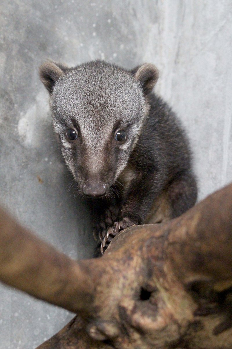 Baby Coati