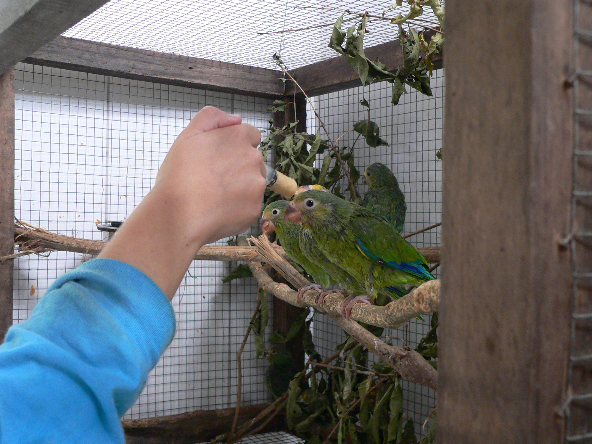 babyparakeets-feeding