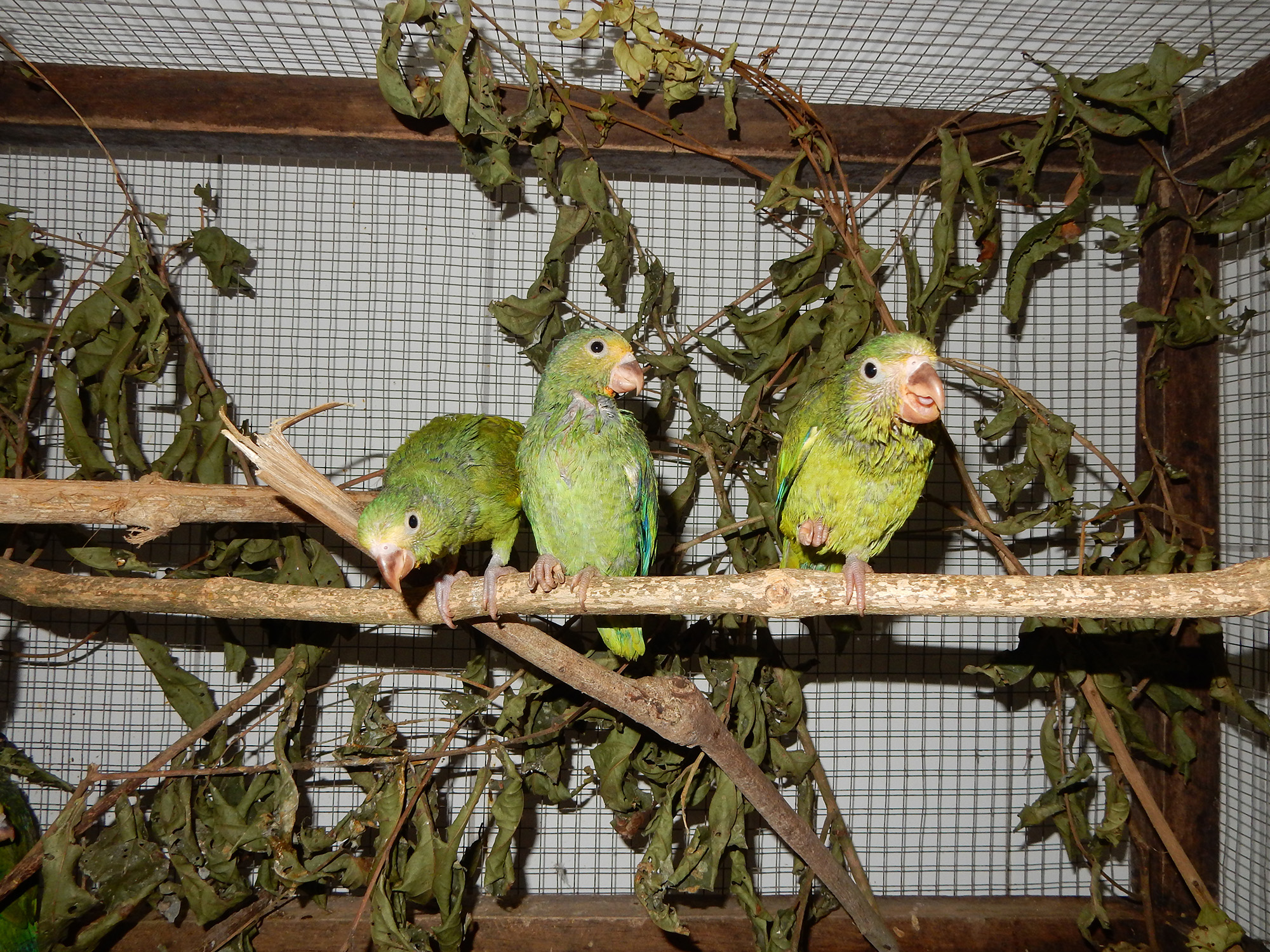 parakeets-gettting-more-independent